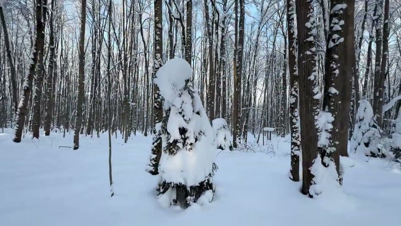 Что Снимают Наши Фотоловушки Зимой? Установка в -20°C на Лыжах!