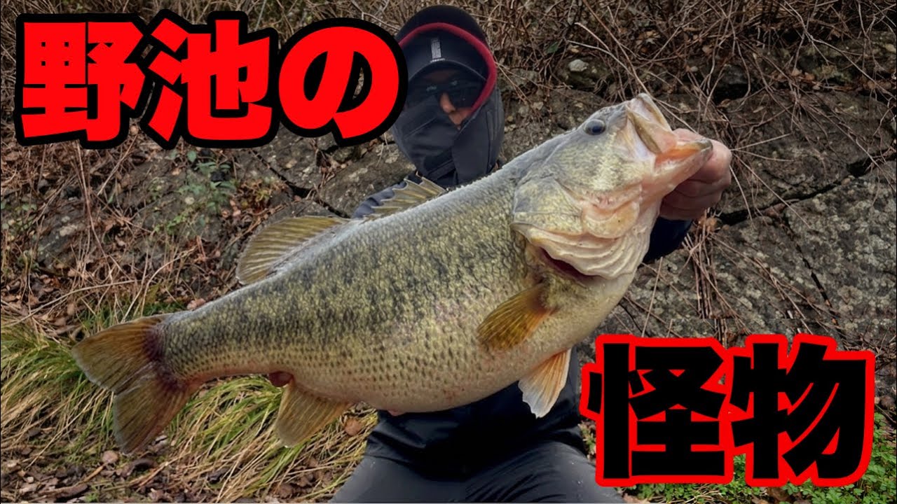 【大事件】野池でロクマルが連発&hellip;？これは夢ですか?