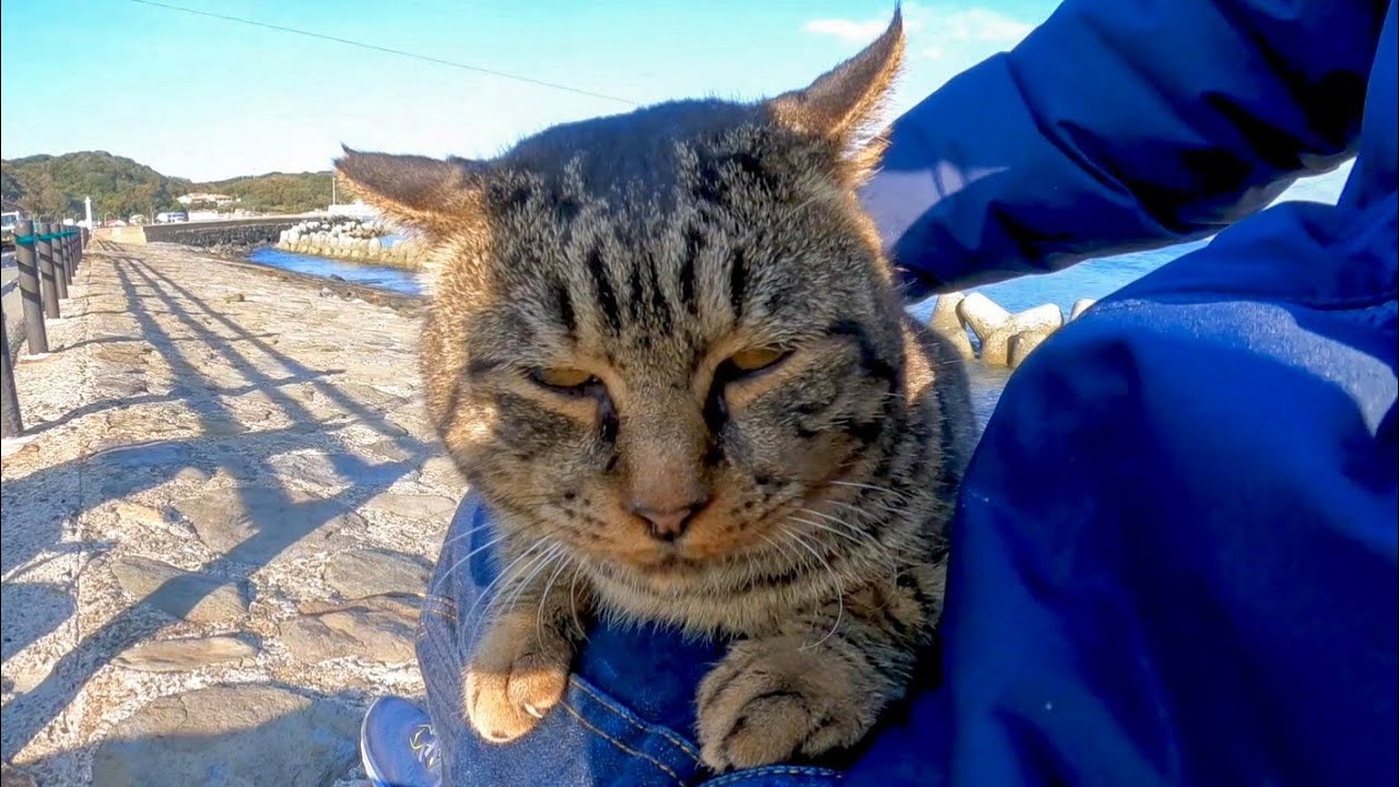 Крепкий на вид кот-фазан на волнорезе оказался неожиданно дружелюбным.