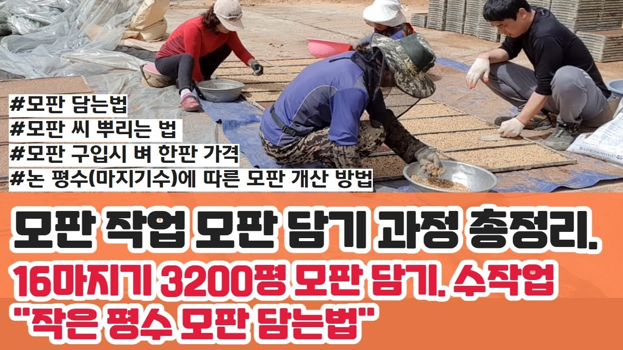 [논농사 기초 정보] 모판작업 모판 담기 과정 총정리. 기계 없이 옛날 방식 16마지기 3200평 수작업