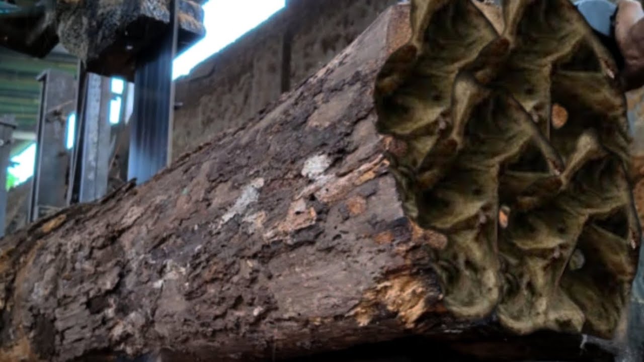 Unexpected discovery in the log wood! A pile of animals nesting inside the hole