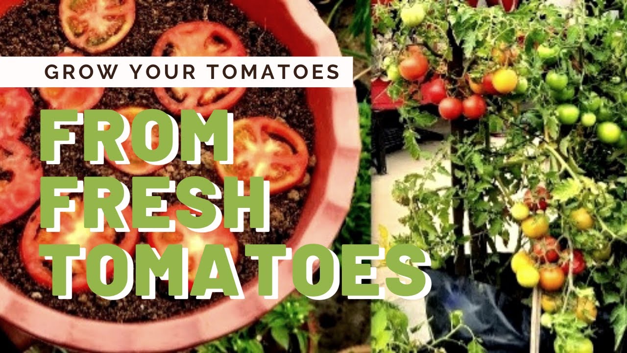 Gardening Tips: Grow Tomatoes from fresh Tomatoes