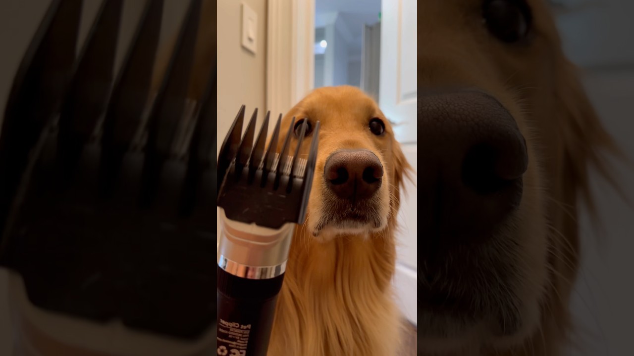 My dog tricked me into going bald!
