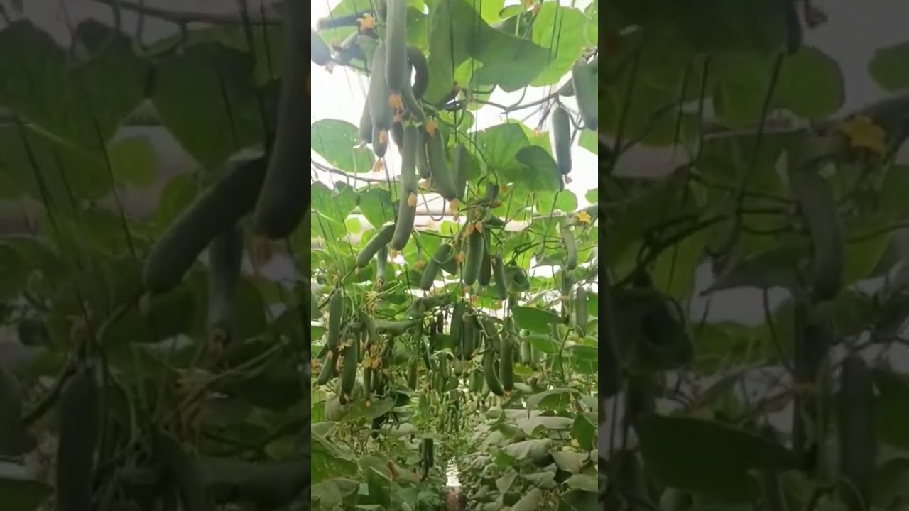 Cucumber crop! Polyhouse cucumber! Parthenocarpic.