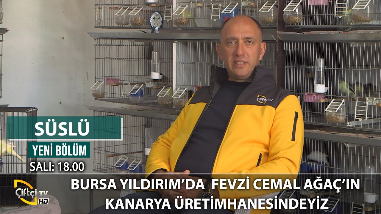 Cemal Ağaç'ın Kanarya Üretimhanesi - SÜSLÜ #kuş #kuşırkları #kanarya