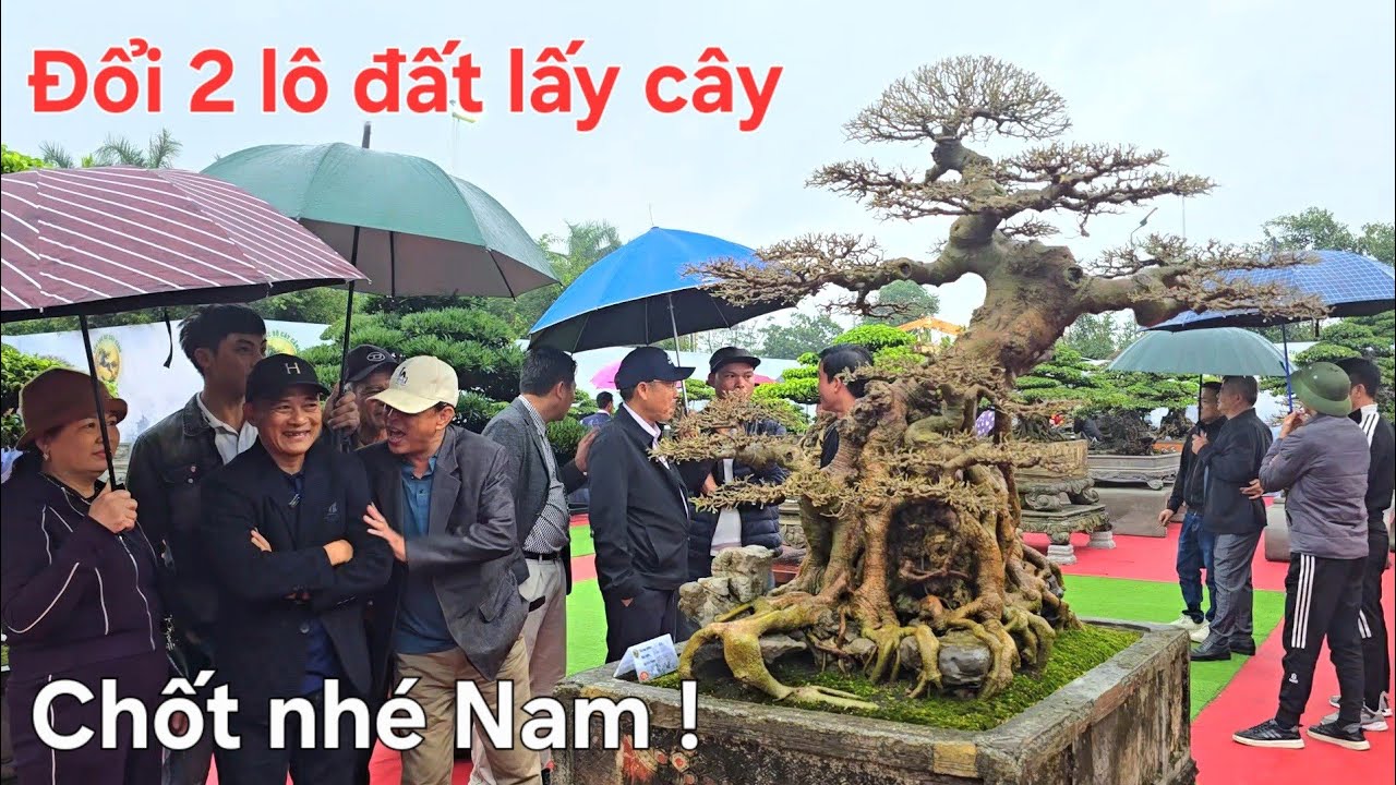 Đại gia đòi đổi 2 lô đất lây cây mà anh Nam Lê vẫn lắc đầu