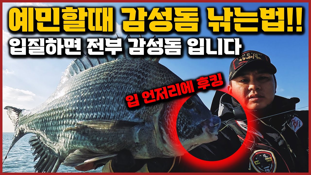 더이상 담을 곳이 없습니다 감성돔 풍년, 홍도 떼 감성돔!!!낚시