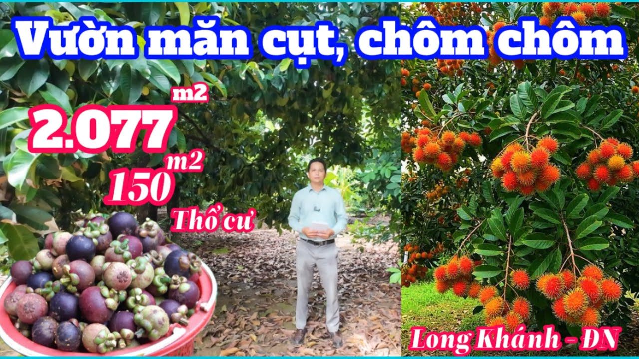 Nhà đất đồng nai, Bán đất vườn trái cây Long Khánh có sẵn thổ cư nằm trong khu dân cư hiện hữu