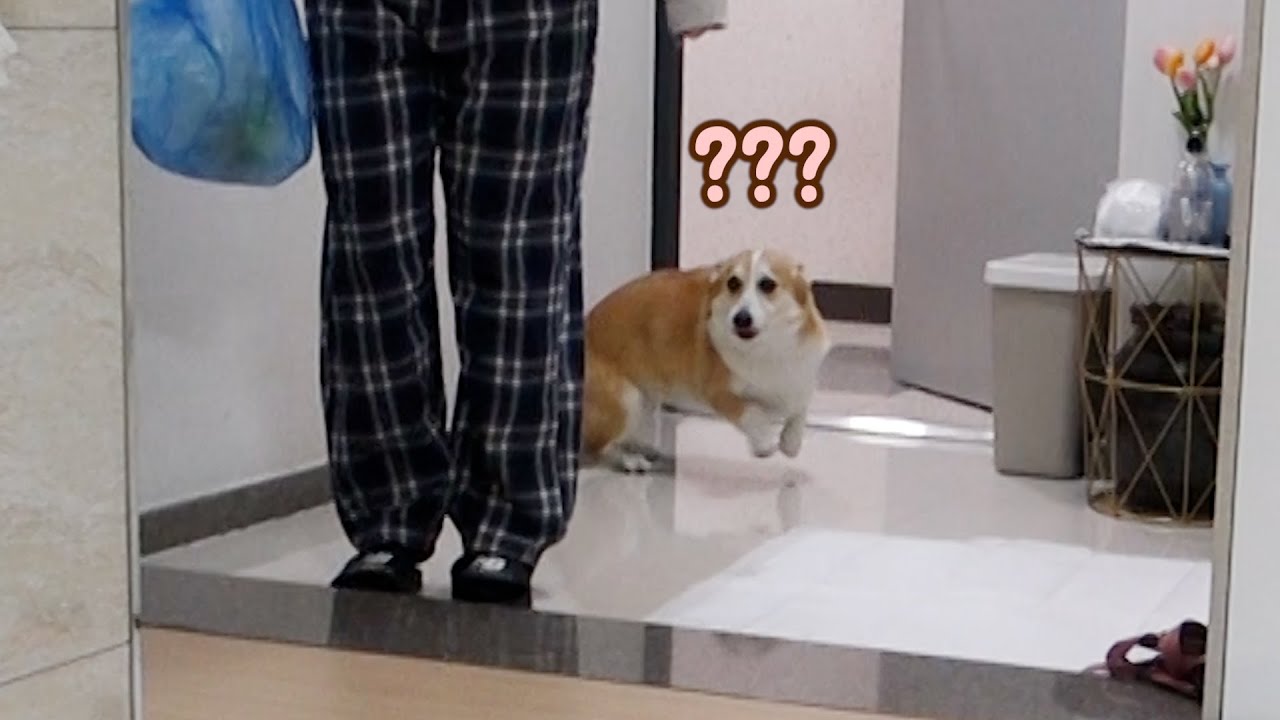 낯선 사람이 집사옷 입고 나타났을때 강아지 반응ㅋㅋㅋ