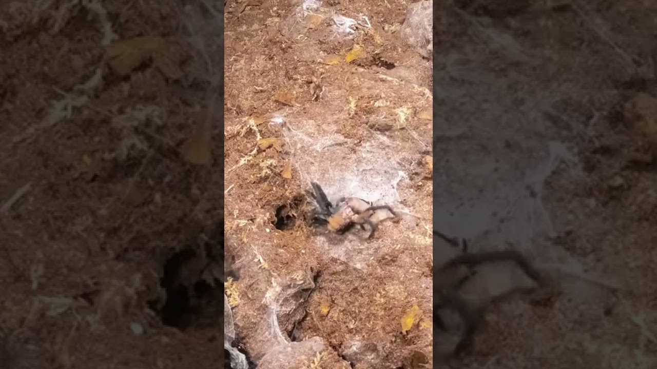 Тарантул линяет, падая со склона.