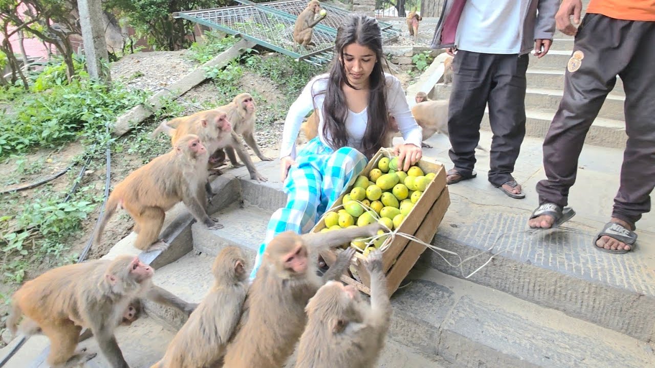 It brought me real joy to give the monkeys a box of ripe mangoes