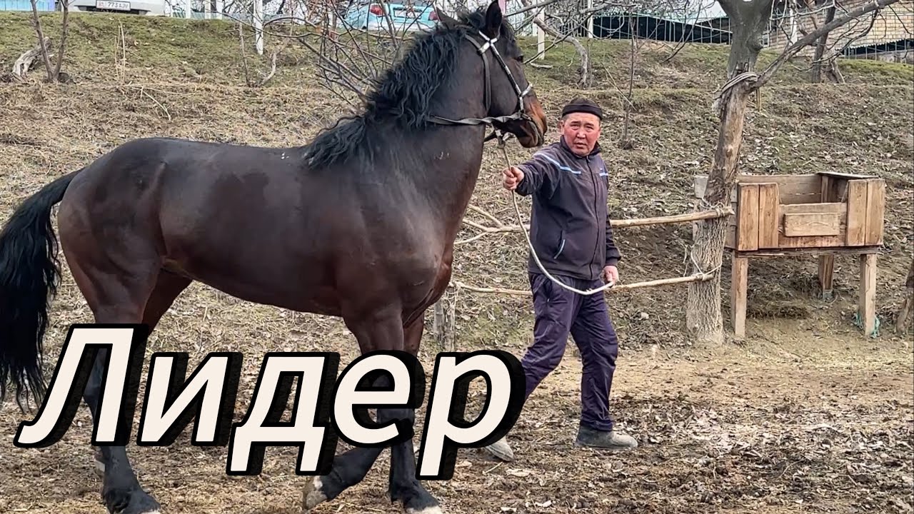 Лидер Кубаныч саяпкер Эртеңки Ноокатта болуучу улака жоноду Ооматын берсин