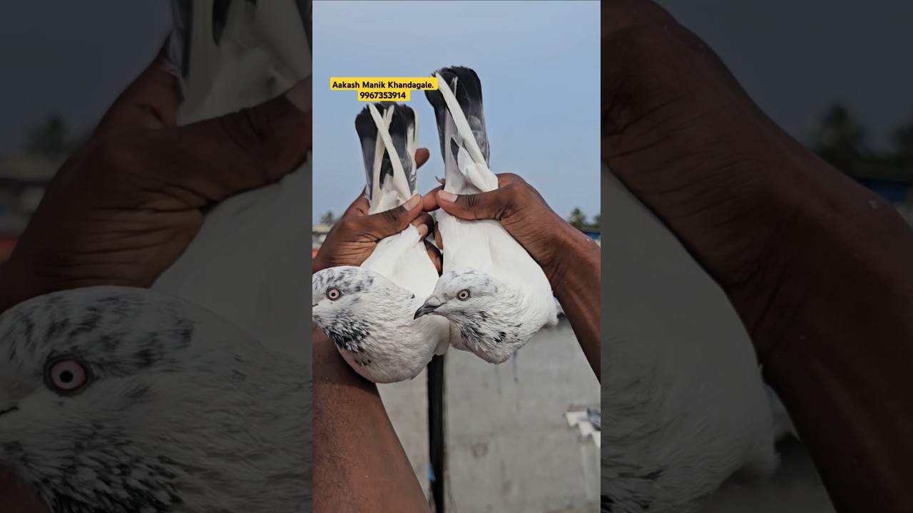 High Flying Pigeons Fulsare Kabootar. 9967353914. Aakash Manik Khandagale.