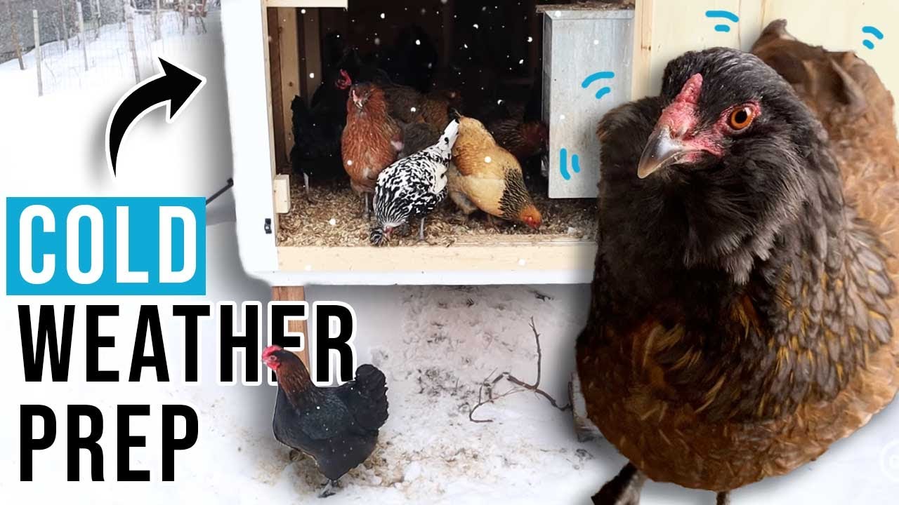 Here's What We Do To Get Our Chickens Ready For COLD Weather