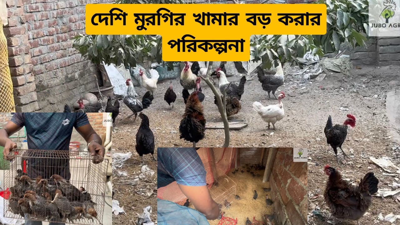 এইবার দেশি মুরগি থেকে কিভাবে একটি লাভজনক খামার তৈরি করব সে সম্পর্কে জানাবো