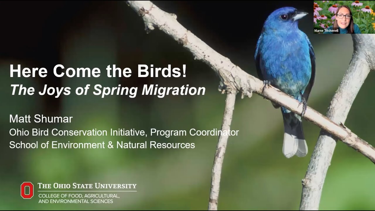 HERE COME THE BIRDS - THE JOY OF SPRING MIGRATION!