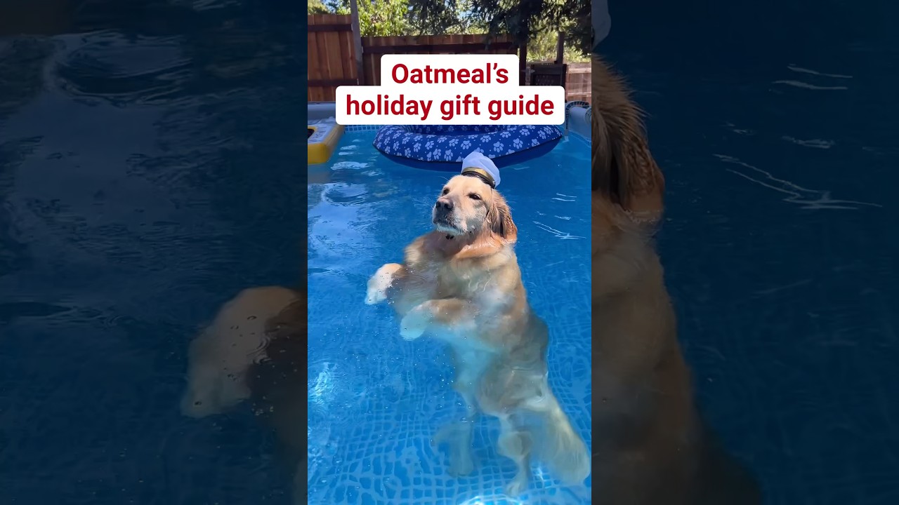 Oatmeal&rsquo;s gift guide is 🔗&rsquo;d in our Amazon storefront! #doggifts #giftguide #dogchristmas