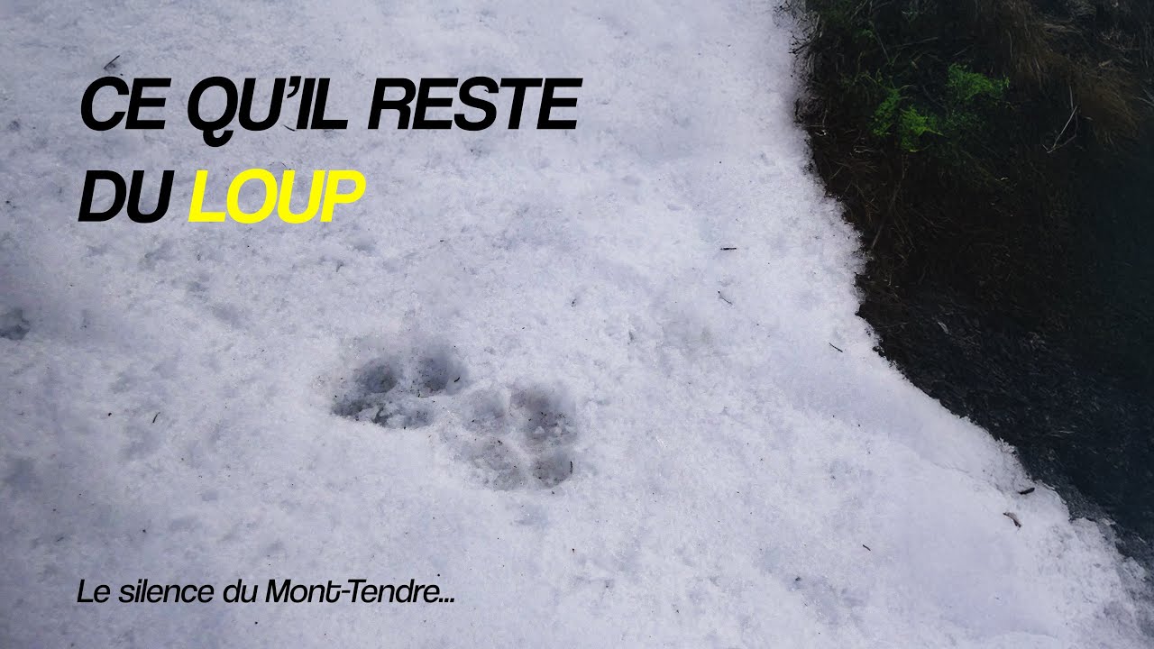 CE QU’IL RESTE DU LOUP – Empreintes et silence au Mont-Tendre