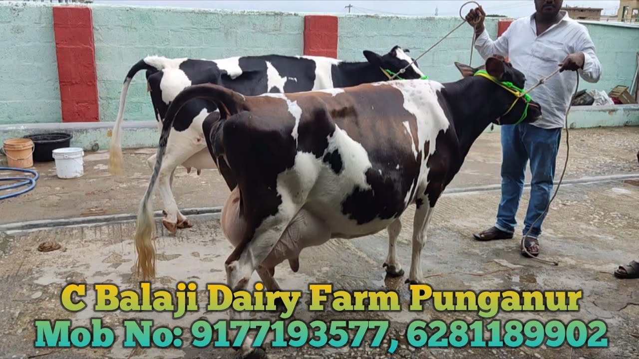 C Balaji Dairy Farm Mob No: 9177193577, 6281189902 Punganur (Chittoor District) Chanel No 9014820720