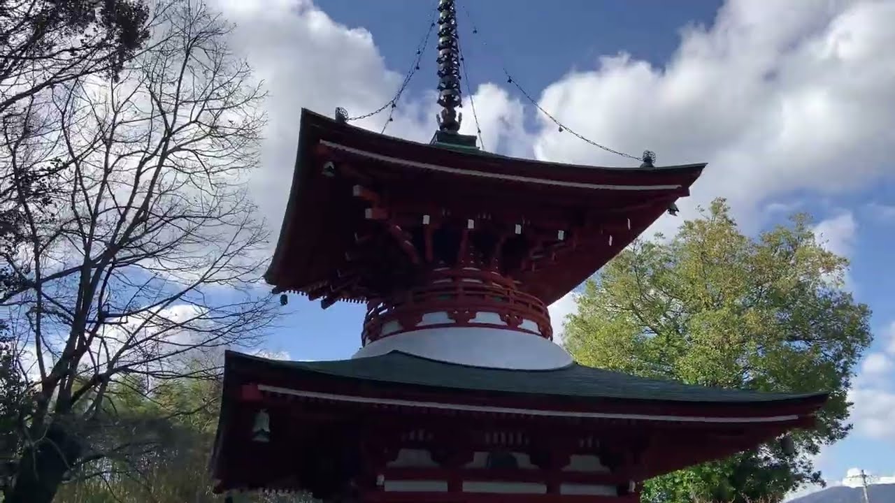 2月の慈尊院と丹生官省符神社#柴犬 #散歩 #shiba