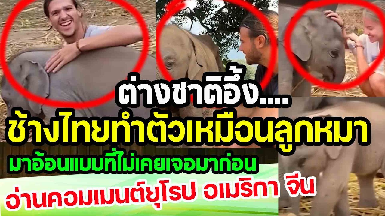 ต่างชาติอึ้ง...ช้างไทยขี้อ้อนทำตัวเหมือนลูกหมา ทำให้ทั่วโลกยิ้มได้ อ่านคอมเมนต์ punchเชียร์กีฬา