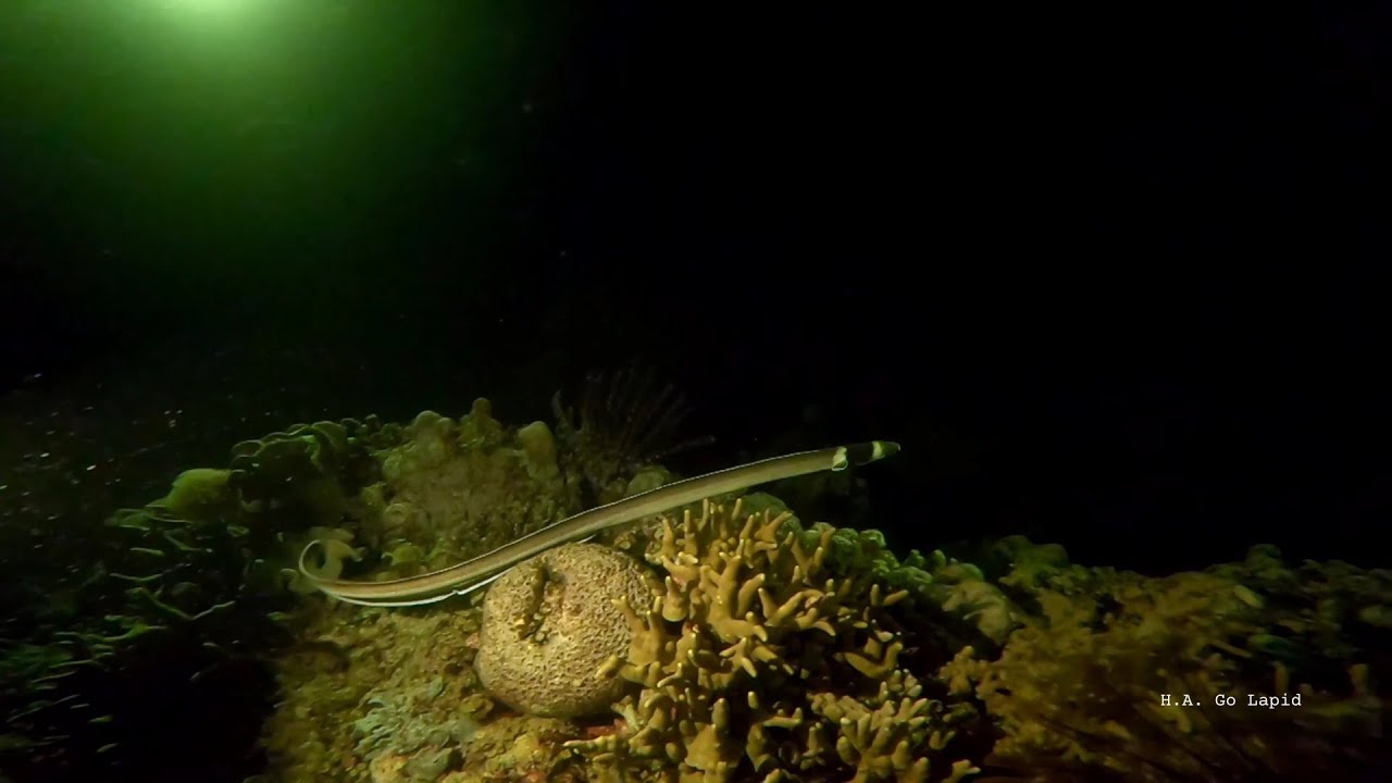 Fluorescent Night Diving