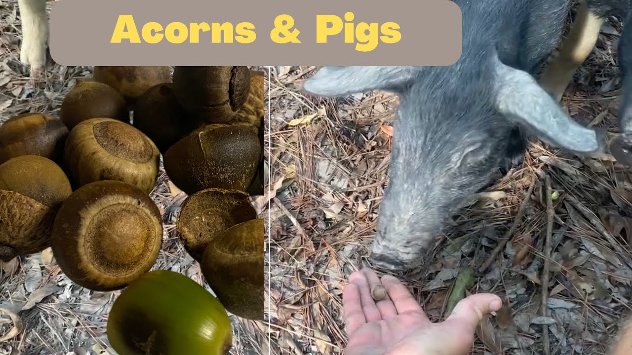 Mangalitsa Pigs Relish Acorns and Drastically Reduce Commercial Feed Consumption