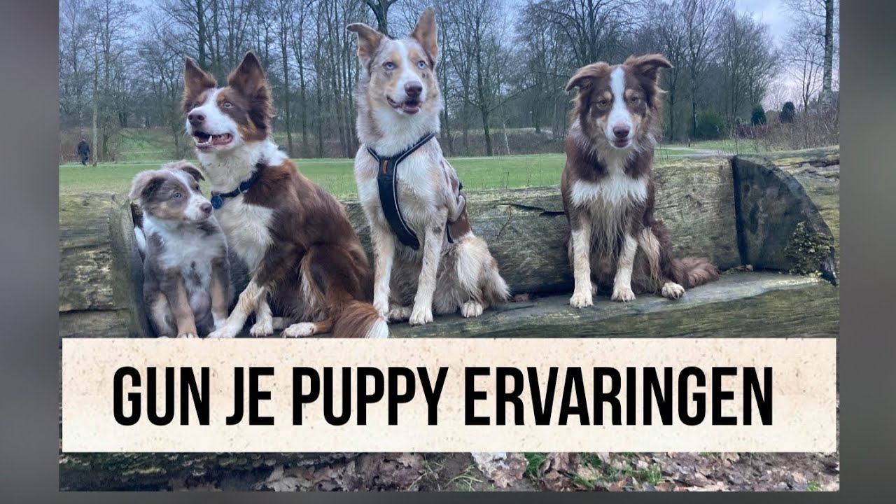 Gun je puppy ervaringen. Wanneer ga ik met mijn puppy wandelen buiten de tuin?