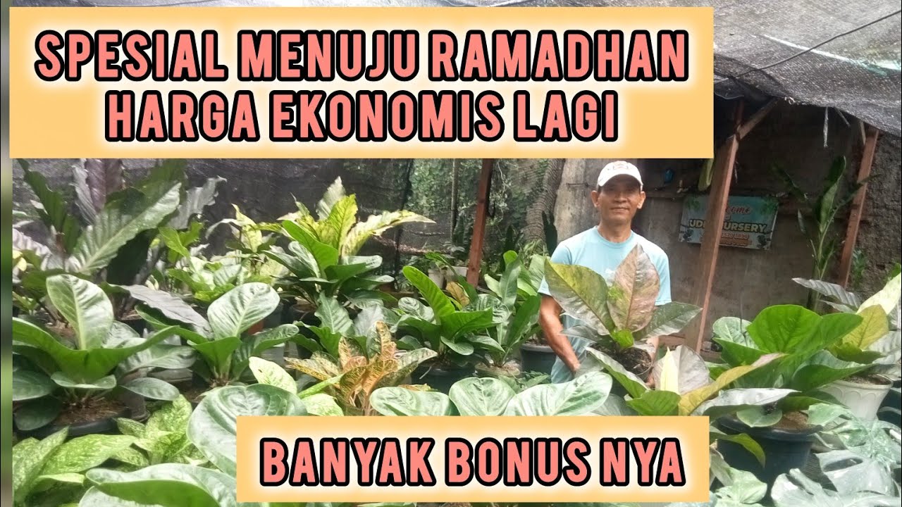 MEMANG PALING ASIK BELANJA TANAMAN DISINI, UDAH MURAH MASIH NEGO PULA, LALU DAPAT BONUS !!