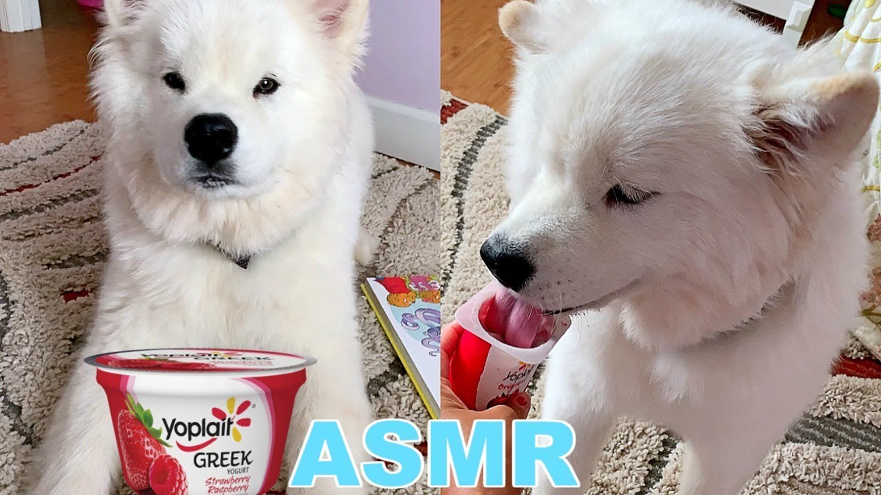 ASMR - Big Fluffy Dog Eating Yogurt