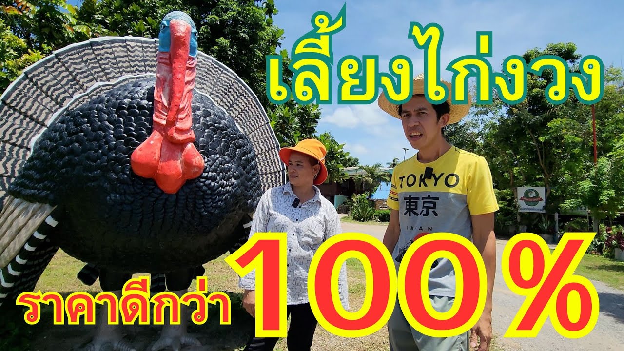 เลี้ยงไก่งวง ขายได้ราคาดีกว่า 100%