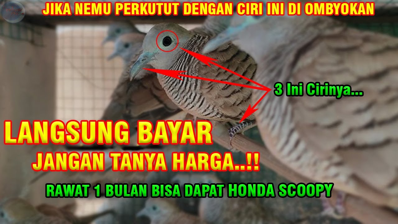 Tak Lebih 1 Bln Bakal Kaya Raya | TIPS JITU MEMILIH PERKUTUT LOKAL DI OMBYOKAN YANG BIKIN KAYA RAYA