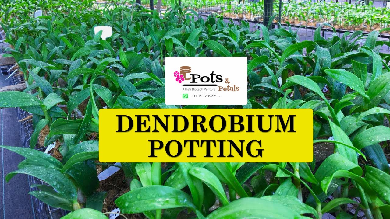 Orchid (Dendrobium) potting | How to pot Dendrobium Orchids ? | Orchid Potting Mix