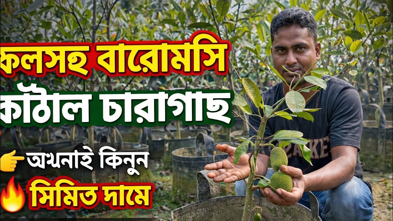বারোমাসি আঠাবিহীন কাঁঠাল চারাগাছ কিনুন খুব কমদামে কুরিয়ার সার্ভিসের মাধ্যমে পাচ্ছেন চারাগাছ ডেলিভারি