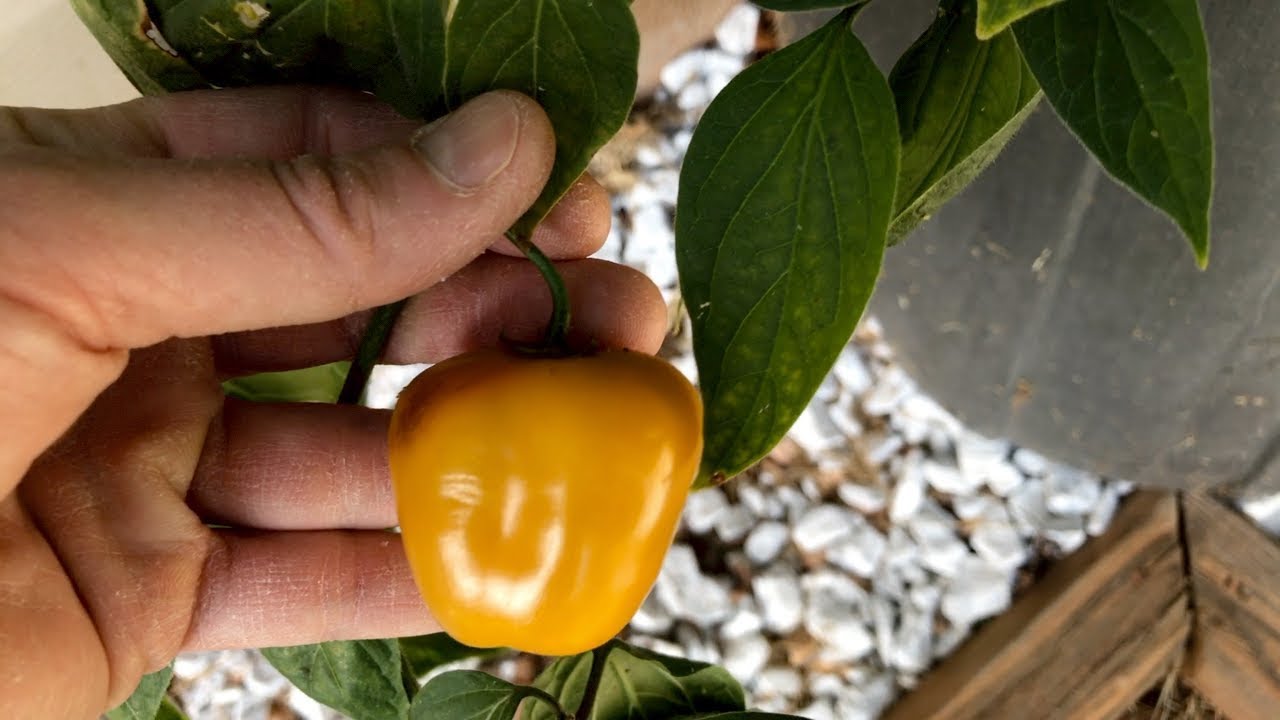 Orange Manzano pod test - 2017 pepper review #32