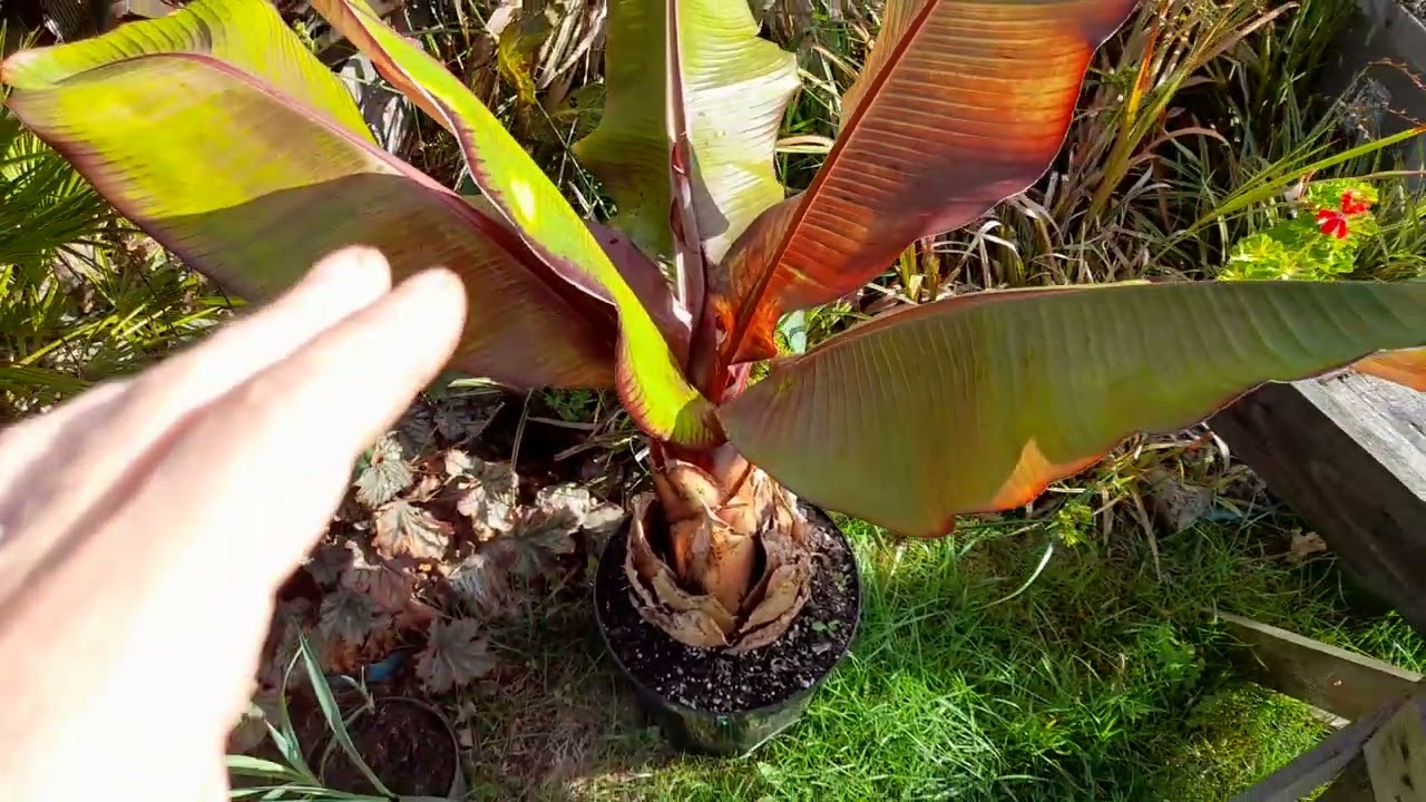 How I over winter different types of banana plants