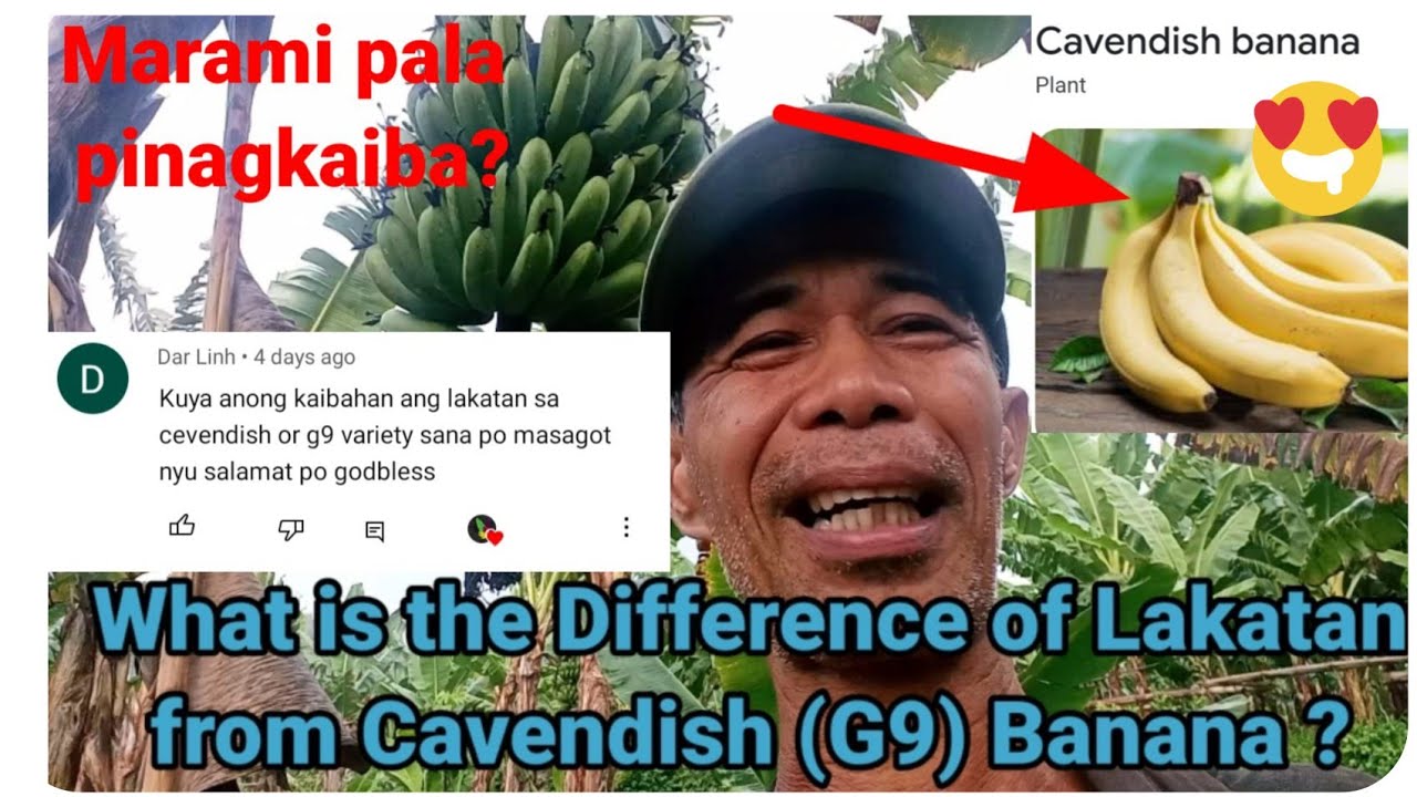 『Ano ang pinagkaiba ng Lakatan sa Cavendish?』〘Marami pala?〙