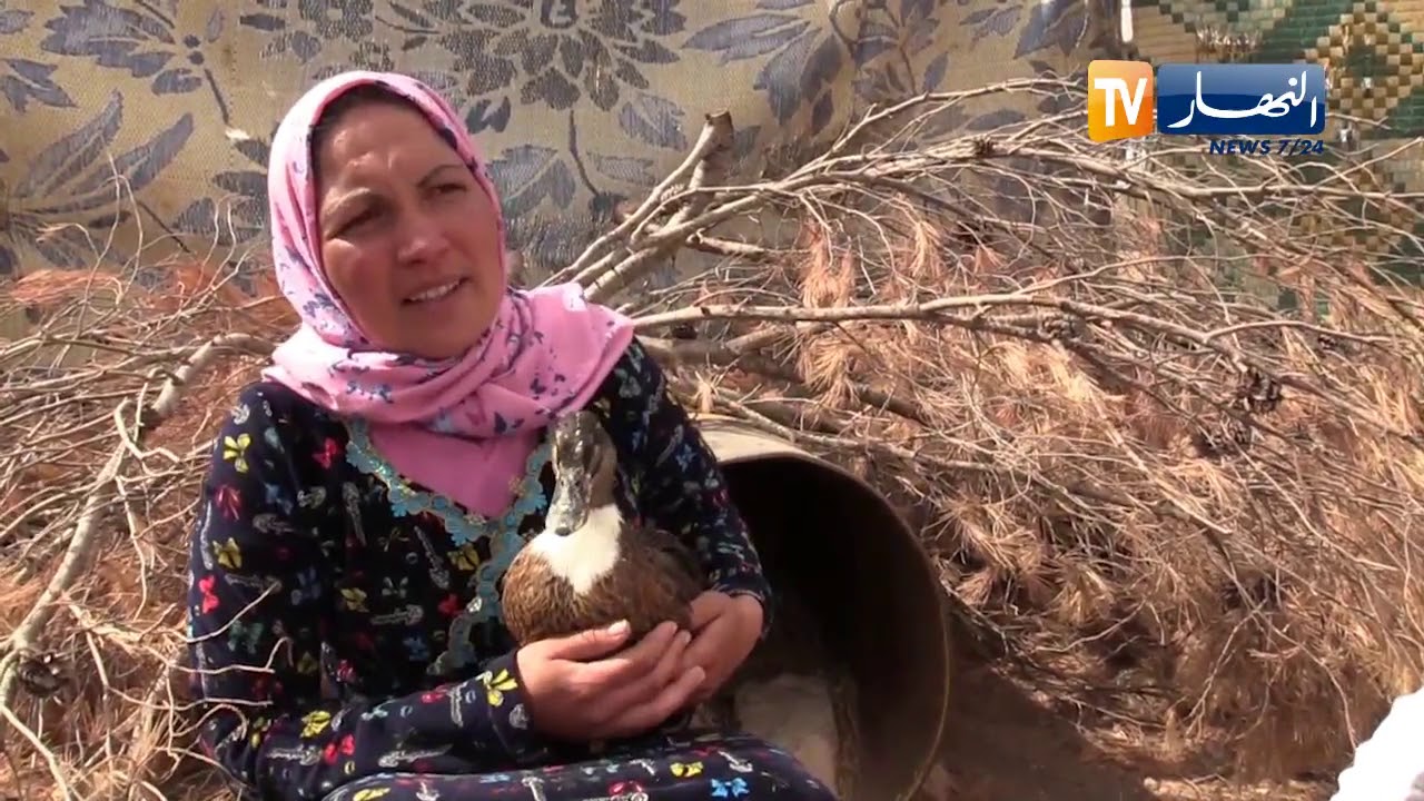 أم البواقي: نساء مشتة بئر السطلة يرفعن التحدي لمواجهة وضعهن الإجتماعي