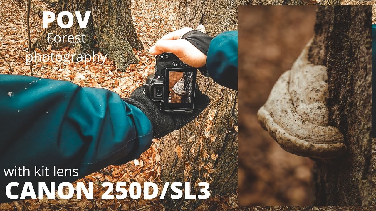 HOW TO POV Moody Forest Photography I Canon eos 250D / Rebel SL3 with kit lens