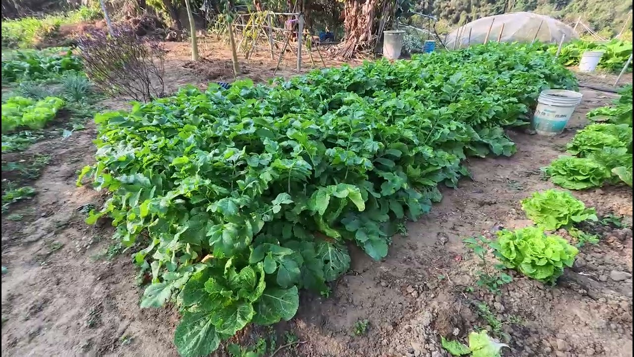 菜園 20260221 093