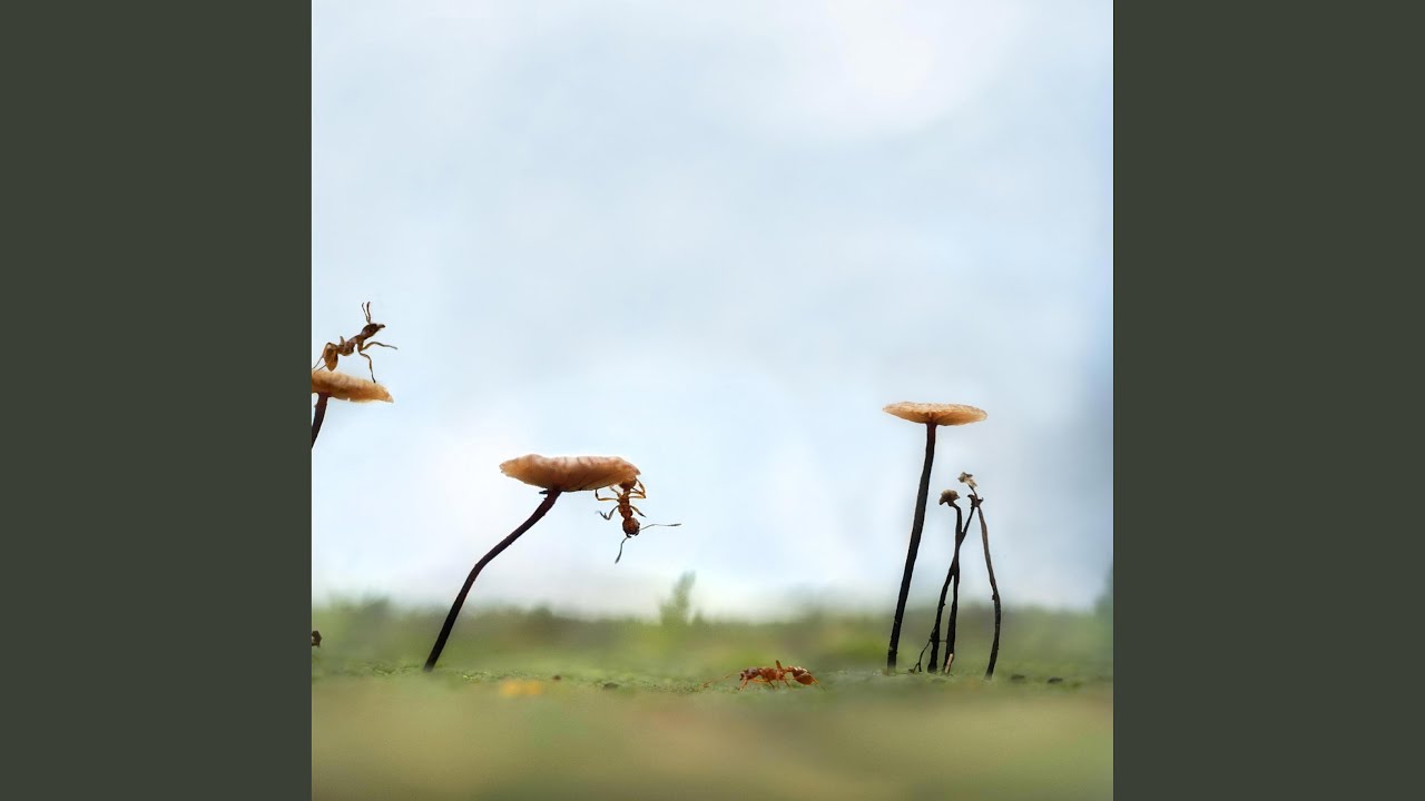 Ant to ant