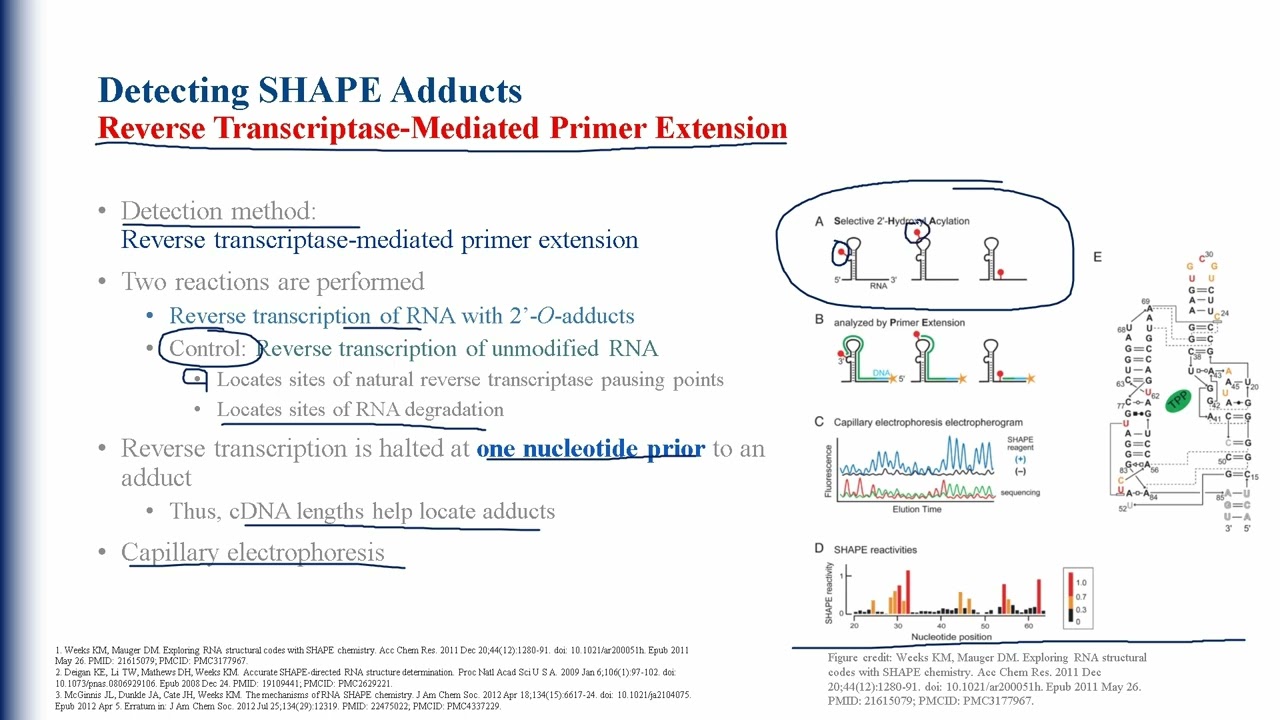 Selective 2' Hydroxyl Acylation Analyzed By Primer Extension (SHAPE)