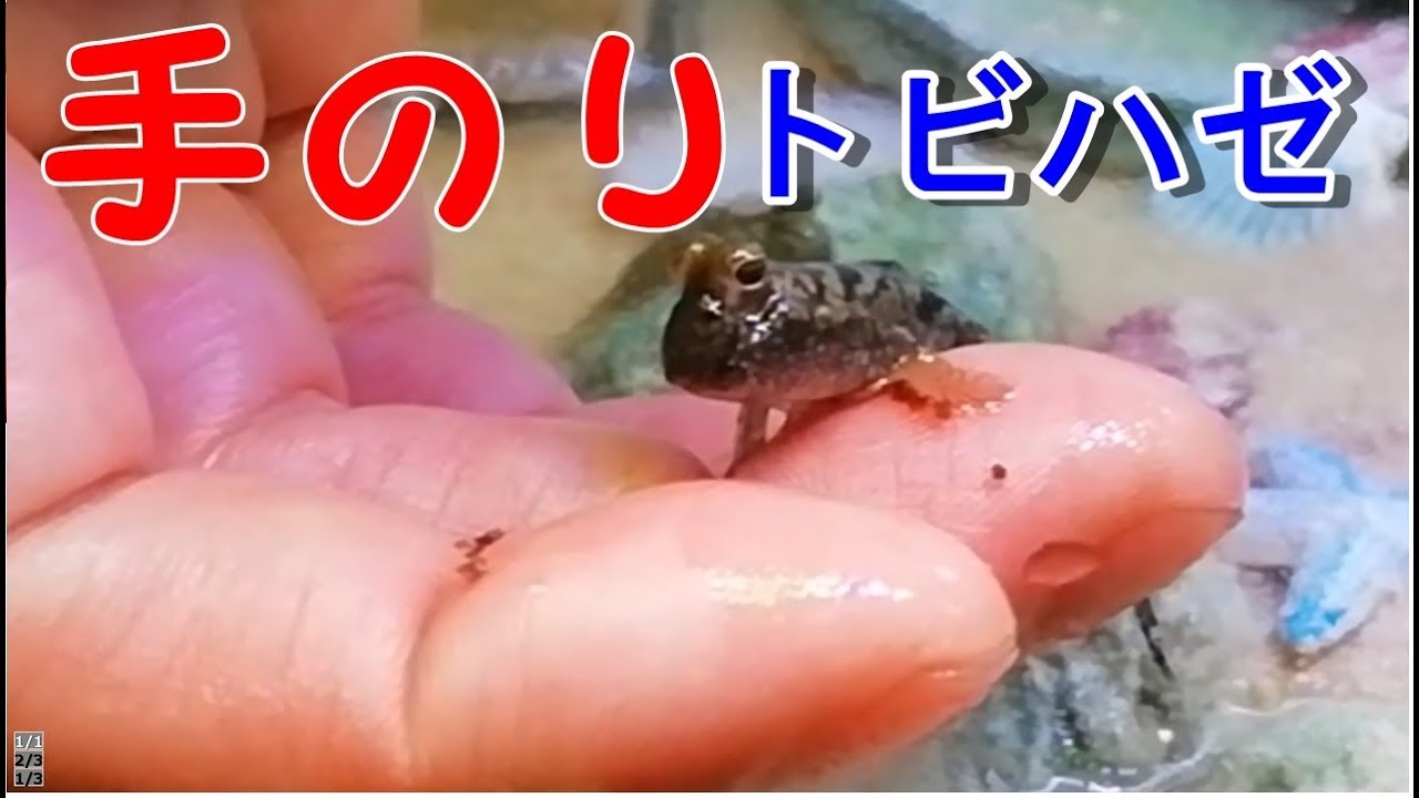 ＃２【トビハゼ】手の上でエサを食べるサカナ