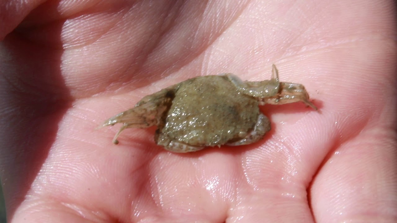 VWW#08   Strandkrabbe