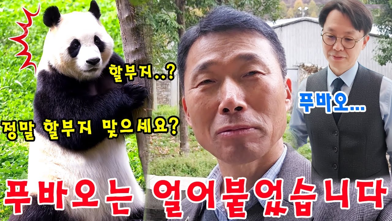 미공개 영상!💨💥  푸바오는 할부지 목소리를 처음 들은 순간 그 자리에서 완전히 얼어붙었습니다👀🥶 할부지께서 푸야에게 가까이 다가가신 후, 푸야의 다음 반응은 정말 감동적이었어요💦