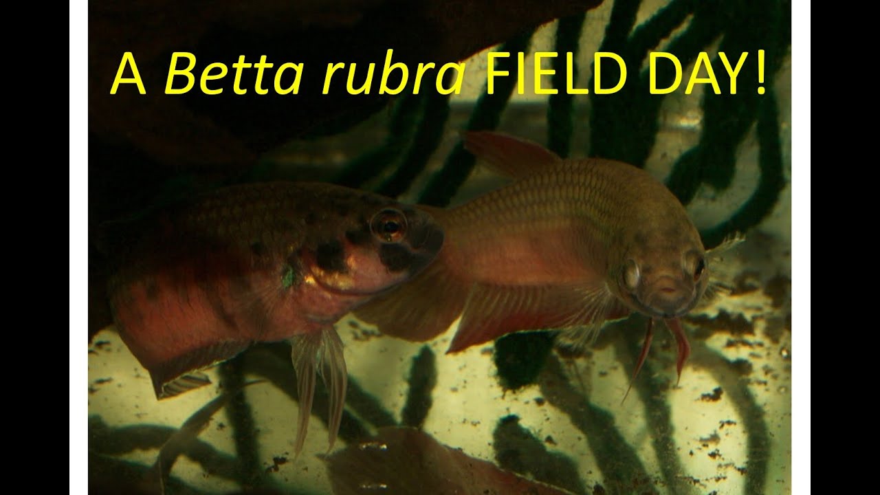 Betta rubra field day! Spawning, sparring, shipping, fry, oh my!