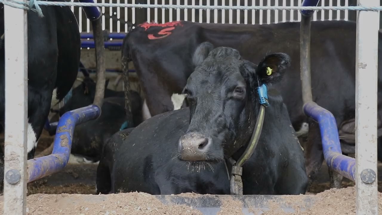 Using SenseHub to maintain a tight calving pattern