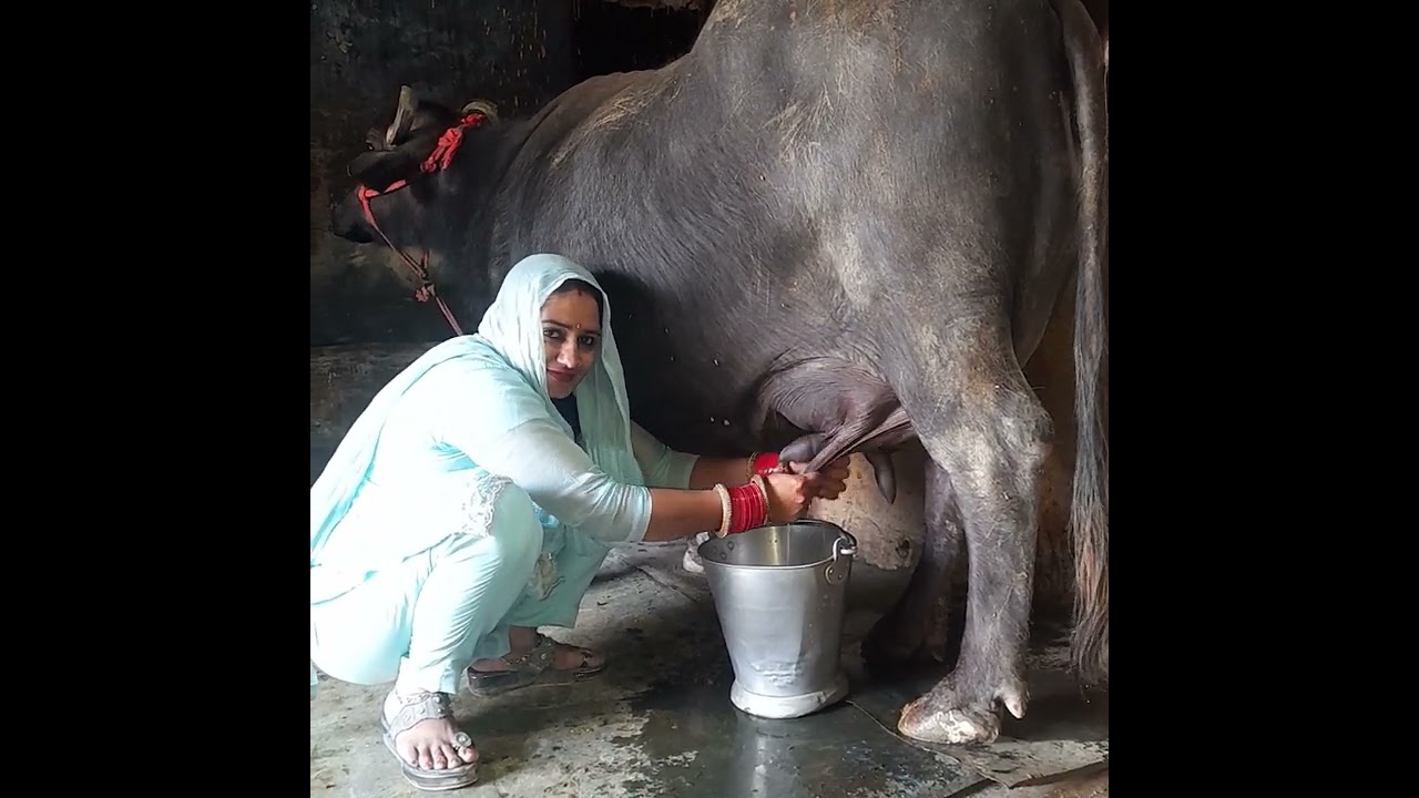 buffalo milking by hand ✋️ haryanvi Village life ✋️ ♥️ #viral #hardwork #youtube 💕💯💯🙏🏼🙏🏼