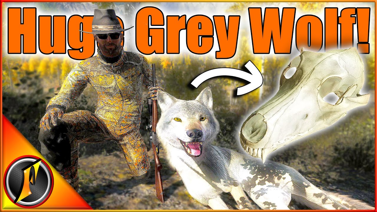 Борьба оленей-мулов = успех серых волков?!? | theHunter Classic 2025