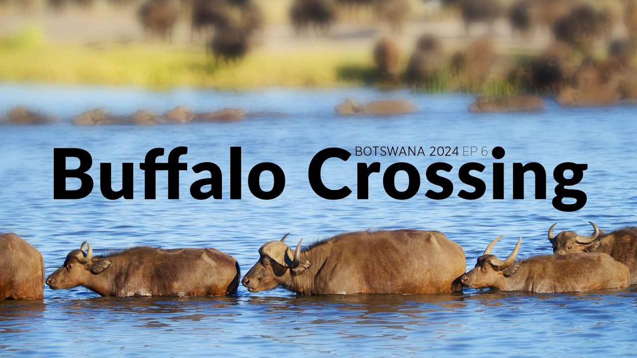 Buffalo Crossing the Chobe River and Muchenje Campsite - Botswana 2024 Wildlife Filmmaking BTS Ep6
